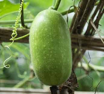 Ash Gourd