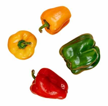 Capsicum