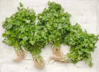 Coriander 