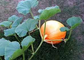Cucurbit