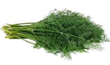Dill