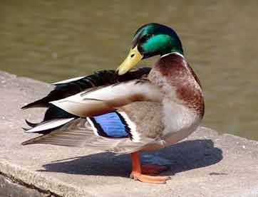 Duck