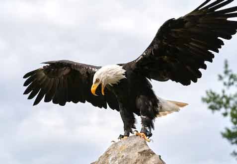 Eagle 