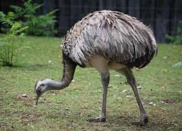 Emu