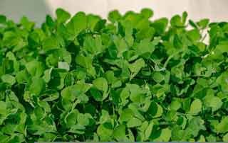 Fenugreek Leaves