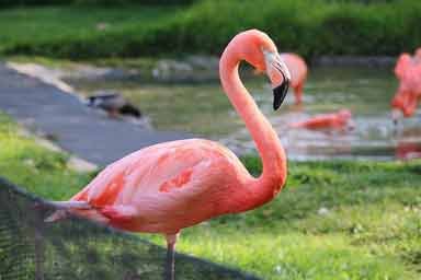 Flamingo