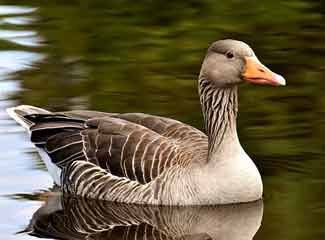 Goose