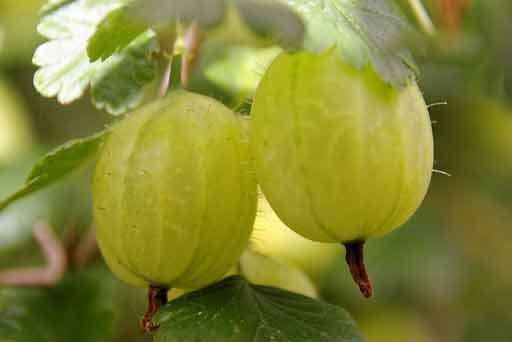 Gooseberry