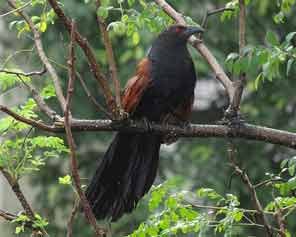 Greater-Coucal