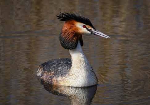 Grebe