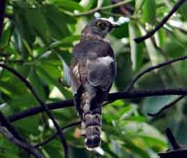 Hawk Cuckoo