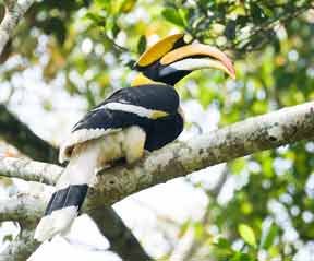 Hornbill