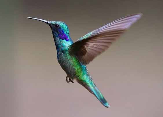 Hummingbird