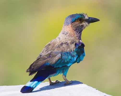 Indian-roller