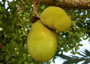 Jackfruit
