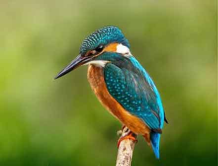 Kingfisher