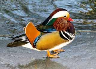 Mandarin-Duck