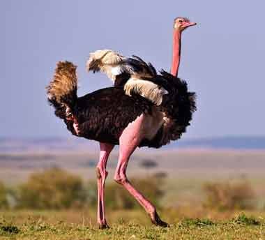 Ostrich