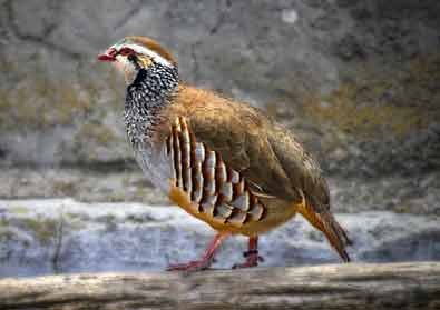 Partridge