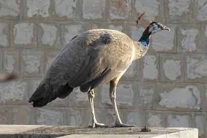 Peahen