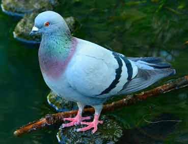 Pigeon