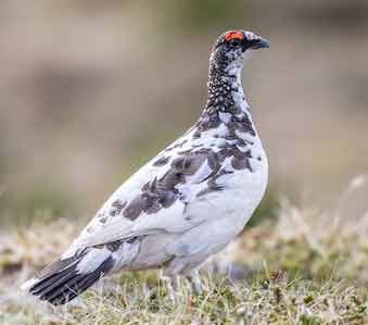 Ptarmigan
