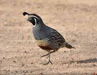Quail