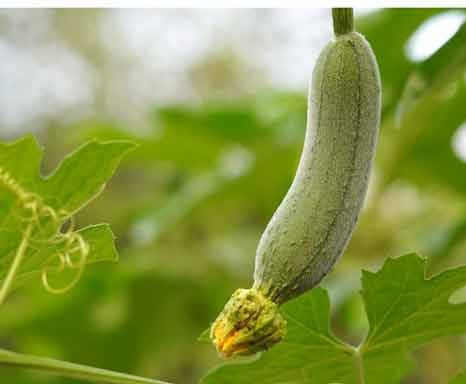 Sponge-Gourd