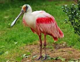 SpoonBill