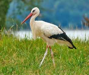 Stork