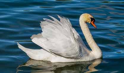 Swan