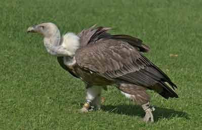 Vulture