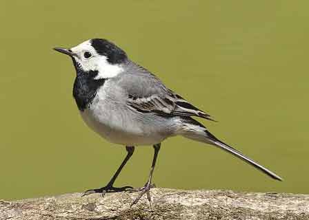 Wagtail