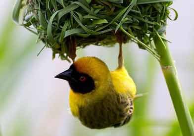 Weaver-Bird