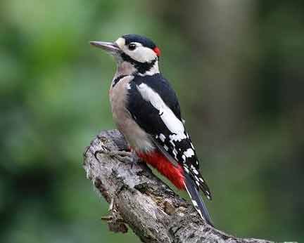 Woodpecker