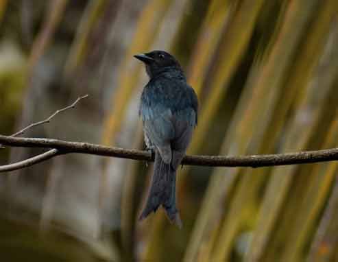Black Drongo