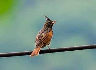 Crested Bunting