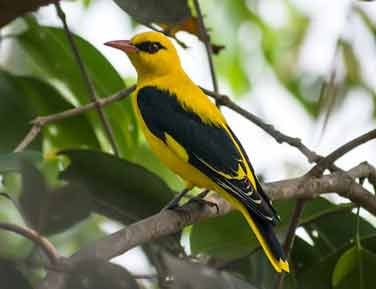Golden Oriole