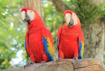 Macaw