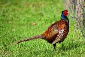 Pheasant