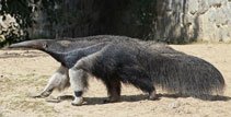 Anteater
