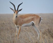 Antelope