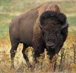 Bison
