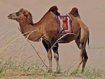 Camel