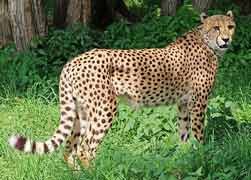 Cheetah