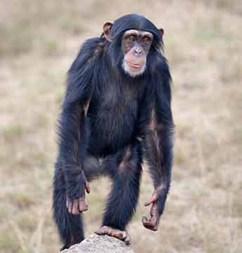 Chimpanzee
