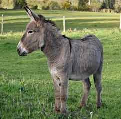 Donkey