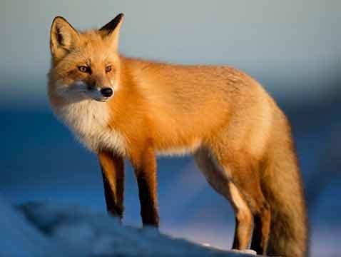 Fox