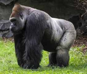 Gorilla
