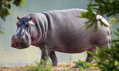 Hippopotamus
